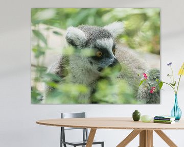 Ringtailed lemur by Hennie Zeij