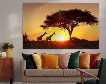 LPH 71154563 Giraffes onder een boom bij zonsondergang, Namibia