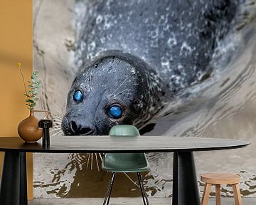 Seal blue eyes by Steven Dijkshoorn