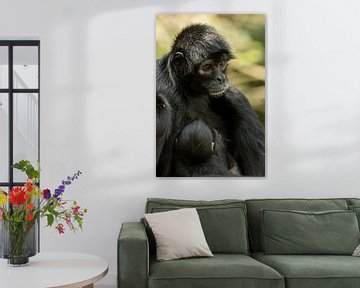 Singe sur Hennie Zeij