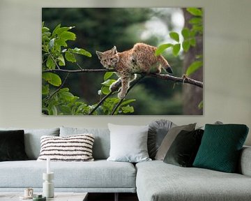 Lynx  / Eurasian Lynx ( Lynx lynx ), cute cub resting in a tree, watching, looks funny, Europe. by wunderbare Erde