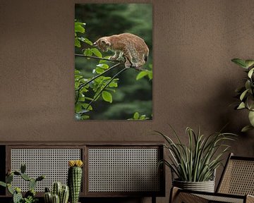 Luchs ( Lynx lynx ), junger Luchs klettert im Baum, sucht Halt auf einem dünnen Ast. von wunderbare Erde