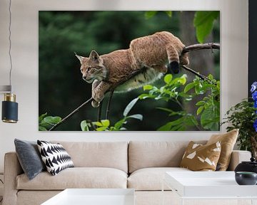 Lynx / Eurasian Lynx (Lynx lynx) resting on a thin branch, looks alert, Europe. by wunderbare Erde