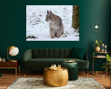 Lynx / Euraziatische lynx (Lynx lynx), jong dier, mooie wintervacht, zittend in de sneeuw, Europa.