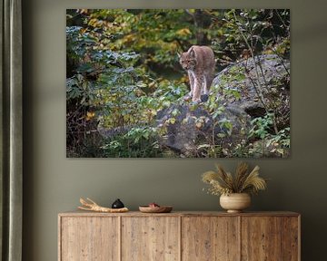 Lynx / Eurasian Lynx ( Lynx lynx ) hunting at dawn between autumnal colored bushes, Europe. by wunderbare Erde