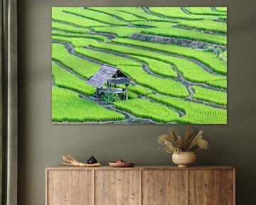 Groene rijstterrassen
