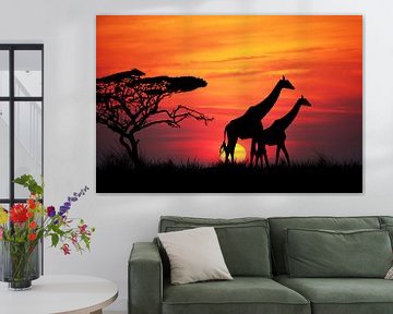 Giraffen bij zonsondergang