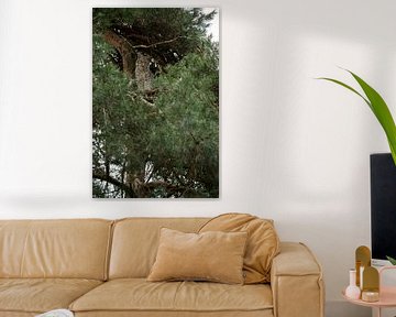 Lynx ( Lynx lynx ) resting / sitting / hiding high up in a pine tree, watching down attentively, typ by wunderbare Erde