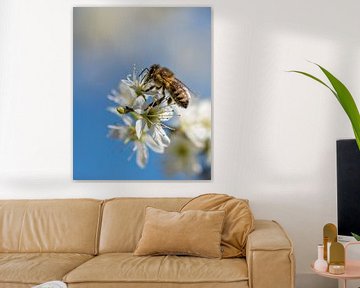 Abeille sur une fleur sur John van de Gazelle fotografie