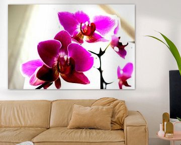 Orchideae von Francisco de Almeida
