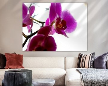 Orchideae by Francisco de Almeida