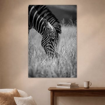 Zebra zwart wit
