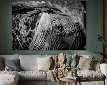 L'œil d'un éléphant en noir et blanc sur Dave Oudshoorn