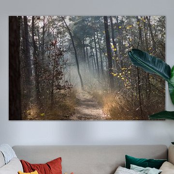 La lumière du soleil dans la forêt