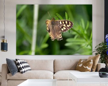 Vlinder macrofoto van Joost Winkens