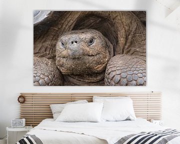 Portret van een reuzenschildpad van Angelika Stern