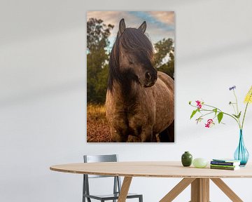 Wild horse, Posbank by Nynke Altenburg