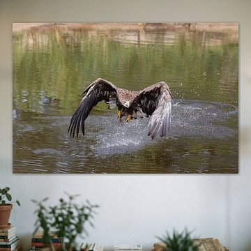 Raptor