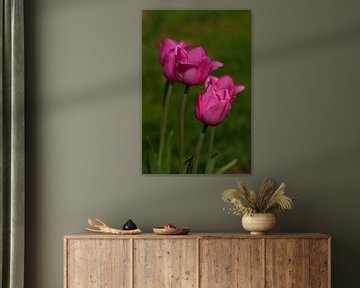 Tulpen von Holland von Jacqueline Volders