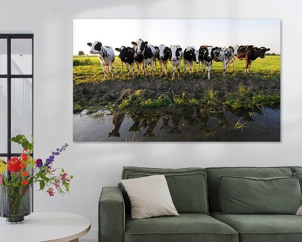 Cows along the ditch (Friesland)