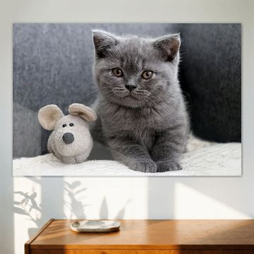 Danou de kleine kat met de muis