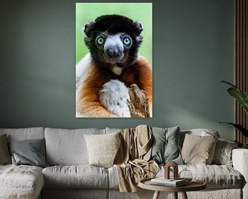 Kroon Sifaka