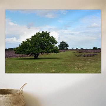 Bäume, Gras und Heidekraut