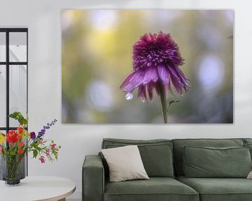 echinacea purpurea met dauwdruppel van Tania Perneel