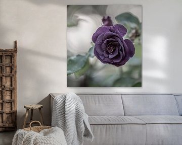 violette Rose von Tania Perneel