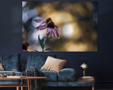 echinacea purpurea met druppeltjes van Tania Perneel