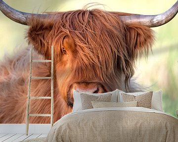 Portrait of a Highland Cow (Bos Taurus) Adult looking at camera, Oder, Stepnica, Poland by Nature in Stock