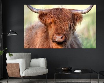 Portrait of a Highland Cow (Bos Taurus) Adult looking at camera, Oder, Stepnica, Poland by Nature in Stock