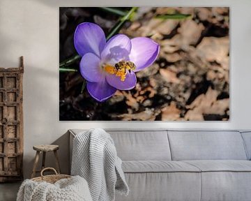 Honey bee on a crocus by Sem Abbink