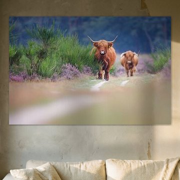 Les Highlanders écossais