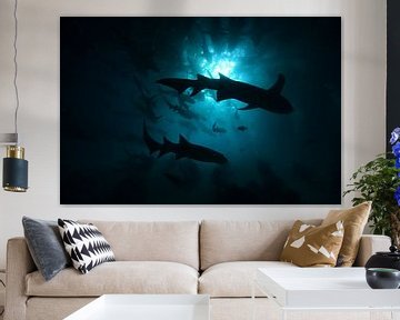 Haaien in silhouet van Jaap Voets