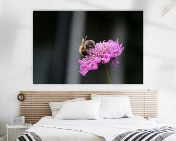 Een honingbij op een bloem van Pim van der Horst