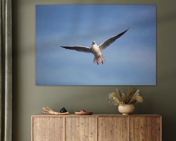 Seagull in flight by Salke Hartung