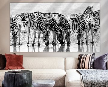 Zebra's van Steven Symoens