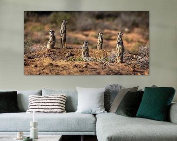 Stokstaartjes in Oudtshoorn (Zuid-Afrika). van Claudio Duarte