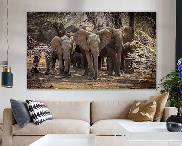 Eine Elefantenherde im Krüger-Park (Südafrika). von Claudio Duarte