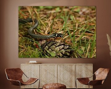 Ringelnatter - Natrix natrix