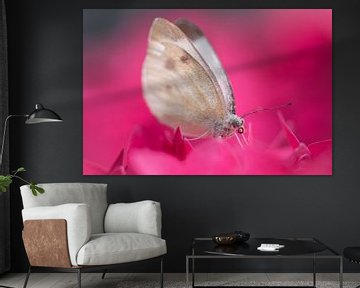 Vlinder in een roze wolk van hortensia. van Susan van Etten