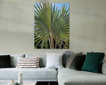 Bismarckia Nobilis - Blauwe Palm van Alie Messink