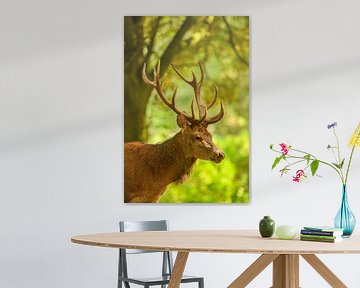 Red deer stag in a forest during early autumn at the start of the rutting season. by Sjoerd van der Wal Photography