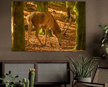 Red deer stag in a forest during early autumn at the start of the rutting season. by Sjoerd van der Wal Photography