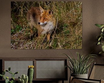 Un renard dans les dunes d'Amsterdam pour l'approvisionnement en eau sur Wesley Klijnstra