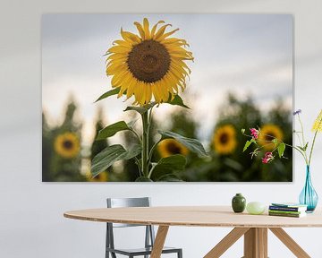 Des tournesols dans les champs sur Paul Lagendijk