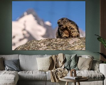 Alpine Marmot by Achim Thomae