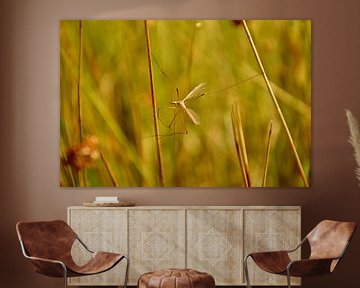 Long-legged mosquito between the grass by Ezra Middelburg