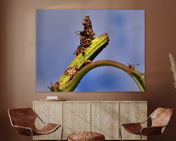 Wasp March 1